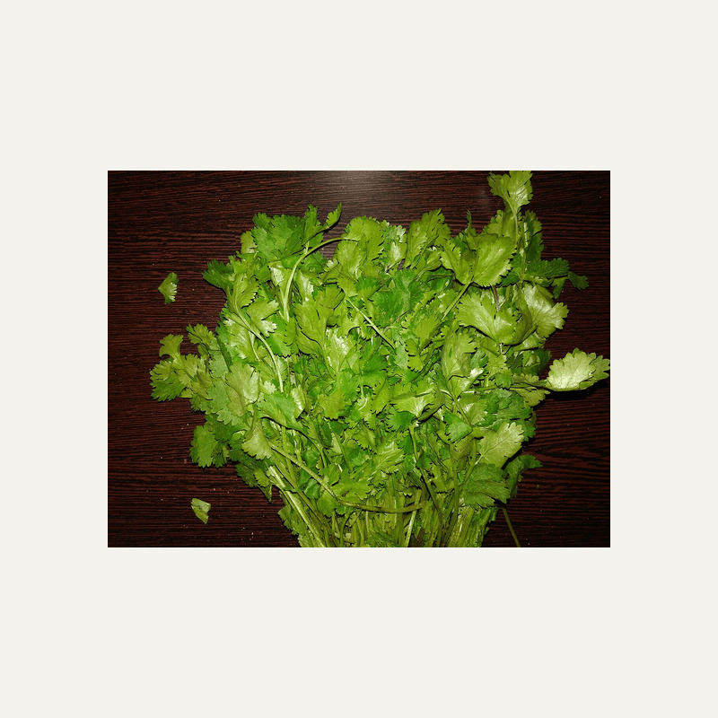 Coriander
