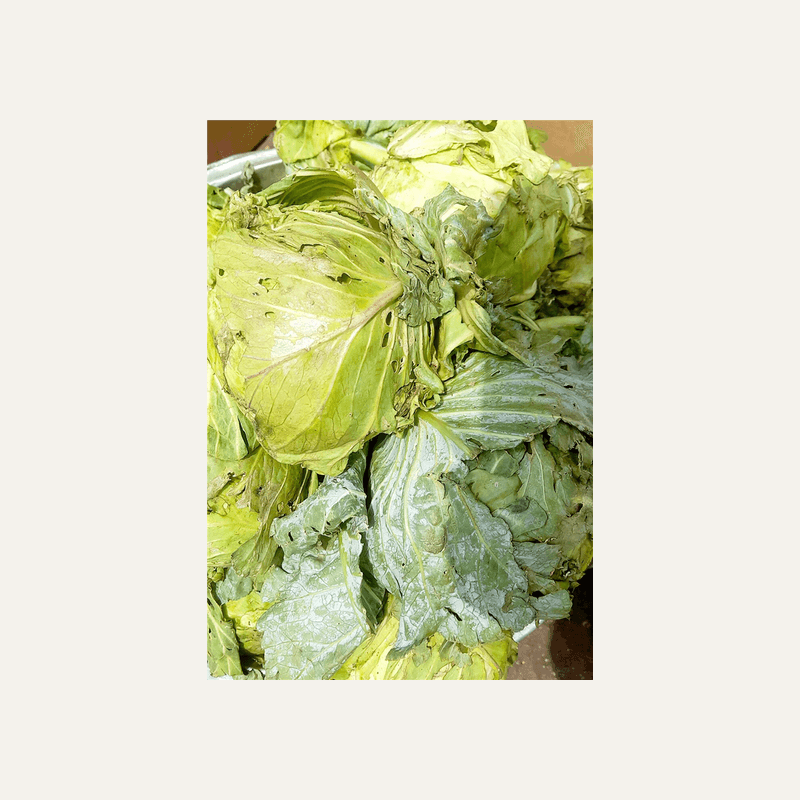 Cabbage