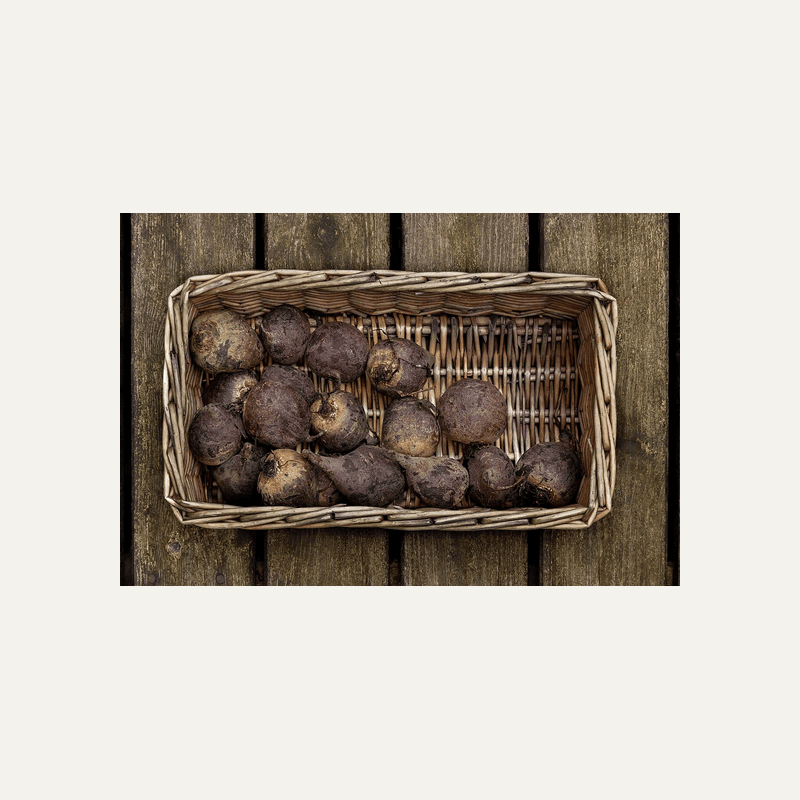 Beetroot
