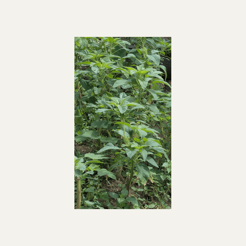 Amaranth