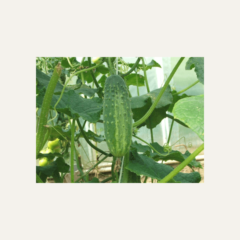 Cucumber