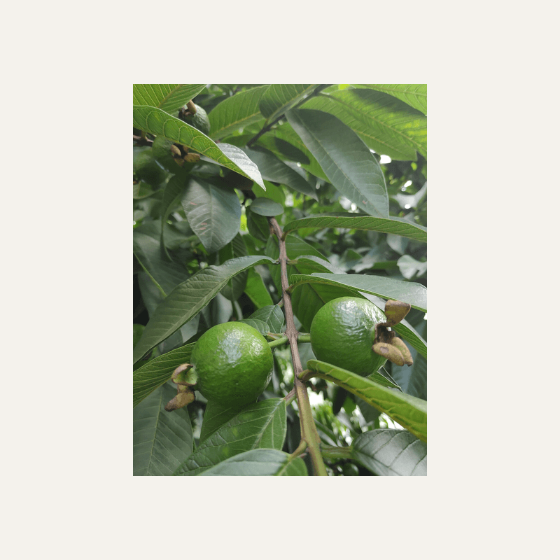 Guava