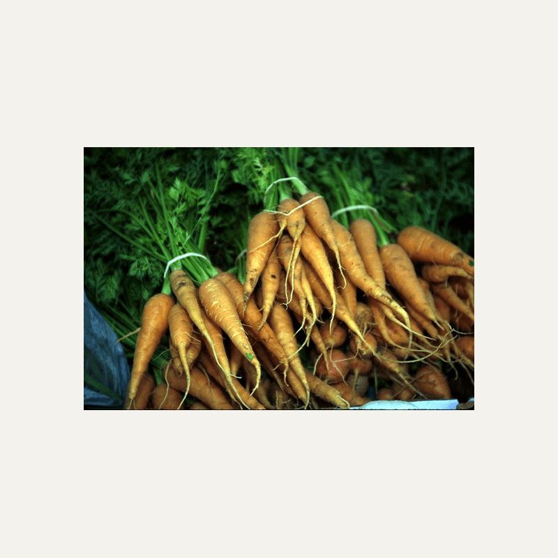 Carrot
