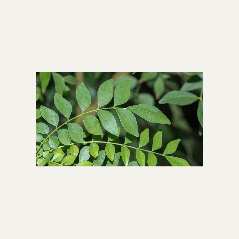 Curry leaves