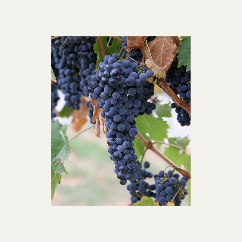 Grapes